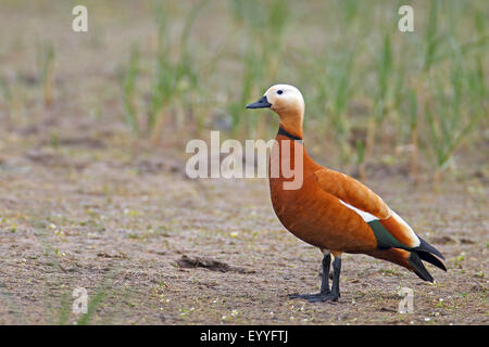 ruddy shelduck (Tadorna ferruginea, Casarca ferruginea), male stands on the ground, Greece, Lesbos Stock Photo