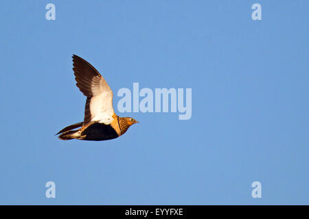 black-bellied sandgrouse (Pterocles orientalis), female flying, Canary Islands, Fuerteventura Stock Photo