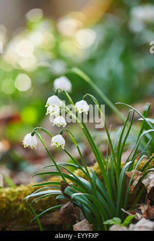 spring snowflake (Leucojum vernum), flowering, Germany, Bavaria, Oberpfalz Stock Photo