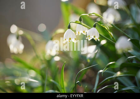 spring snowflake (Leucojum vernum), flowering, Germany, Bavaria, Oberpfalz Stock Photo