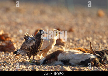 Egyptian vulture (Neophron percnopterus), adult and immature vulture stand beside a dead goat, Canary Islands, Fuerteventura Stock Photo