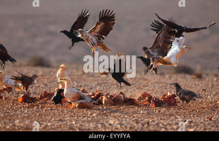 Egyptian vulture (Neophron percnopterus), Egyptian vultures and ravens at a feeding ground, flying off, Canary Islands, Fuerteventura Stock Photo