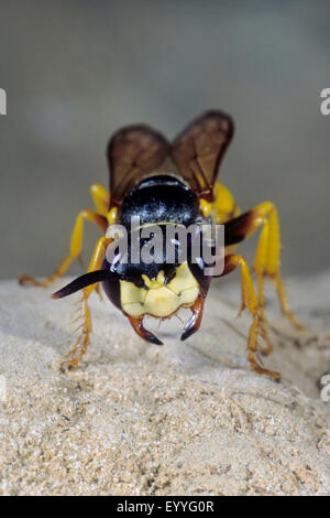 Bee-killer wasp, Bee-killer (Philanthus triangulum, Philanthus apivorus), on the ground, Germany Stock Photo