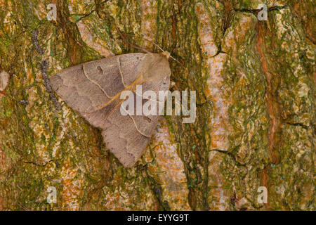 Lunar Double-stripe, Brown Underwing (Minucia lunaris, Pseudophia lunaris), on bark, Germany Stock Photo