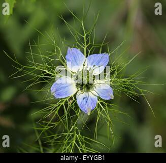 devil-in-the-bush, love-in-a-mist (Nigella damascena), blossom, Bulgaria, Varna Stock Photo