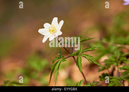 wood anemone (Anemone nemorosa), flowering wood anemone, Germany Stock Photo