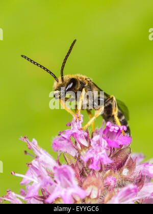 Sweat bee (Halictus langobardicus), male on wild thyme, Germany Stock Photo