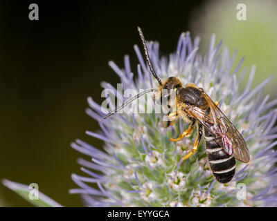 sweat bee (Halictus langobardicus), male foraging on Eryngo (Eryngium planum). , Germany Stock Photo