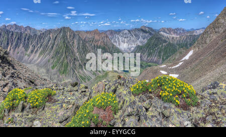 Yellow flowers (Potentilla biflora) on a background of mountain ranges. Eastern Sayan. The Republic Of Buryatia Stock Photo