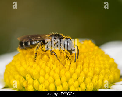 Sweat bee (Halictus maculatus), female foraging on Ox-eye Daisy (Leucanthemum vulgare), Germany Stock Photo