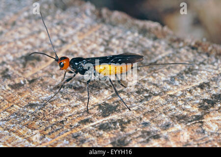 parasitoid wasp (Bracon spec), female Stock Photo