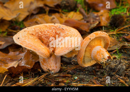 Saffron milk cap, Saffron milkcap, Red pine mushroom (Lactarius deliciosus), two milk caps on the forest gound with pine needles, Germany Stock Photo