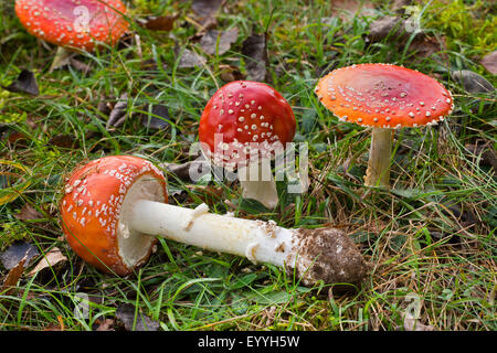 fly agaric (Amanita muscaria), in grass, Germany Stock Photo