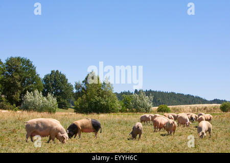 domestic pig (Sus scrofa f. domestica), feeding pigs on a pasture, Austria, Burgenland Stock Photo