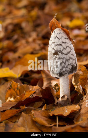Magpie inkcap, Magpie Fungus (Coprinus picaceus), on the forestground between beech leaves, Germany Stock Photo