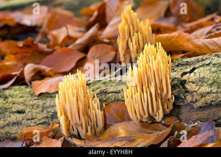 Upright Coral, strict-branch coral (Ramaria stricta, Clavariella condensata, Clavariella stricta), on dead wood in a beech forest, Germany Stock Photo