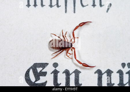 House pseudoscorpion, Book scorpion (Chelifer cancroides), on a paper, Germany Stock Photo
