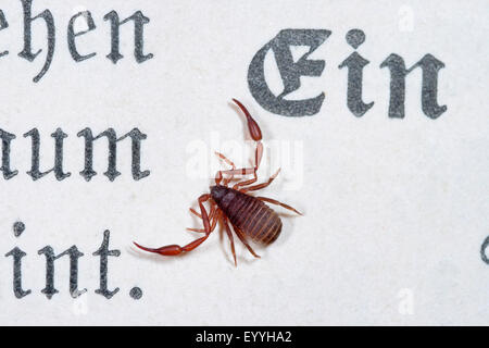 House pseudoscorpion, Book scorpion (Chelifer cancroides), on a paper, Germany Stock Photo
