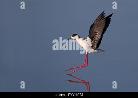 black-winged stilt (Himantopus himantopus), landing on water surface, Greece, Lesbos Stock Photo