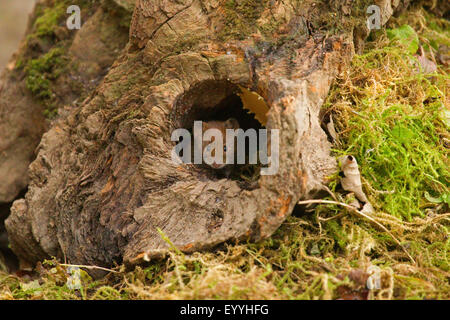 bank vole (Clethrionomys glareolus, Myodes glareolus), looking out of a tree root, Germany, North Rhine-Westphalia Stock Photo