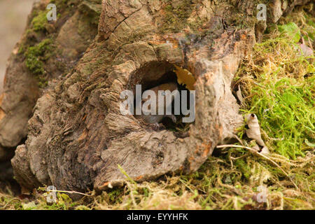 bank vole (Clethrionomys glareolus, Myodes glareolus), sitting in a  tree root and sniffing, Germany, North Rhine-Westphalia Stock Photo