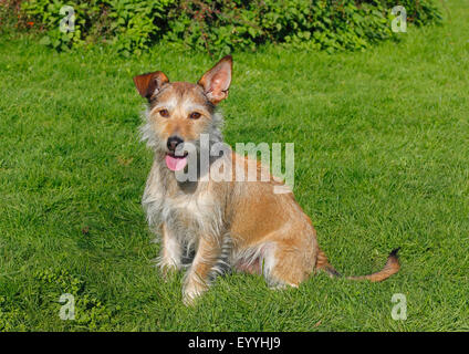 mixed breed dog (Canis lupus f. familiaris), Podenco Terrier mixed breed dog sitting in a meadow, Germany Stock Photo