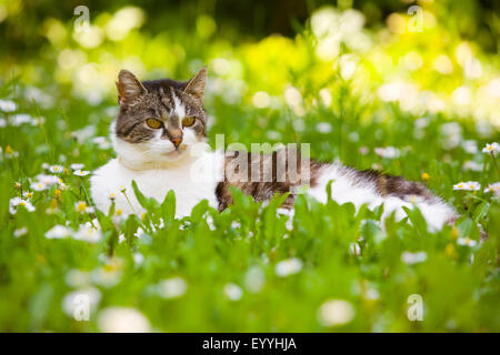 domestic cat, house cat (Felis silvestris f. catus), lying in a blooming meadow, Austria Stock Photo