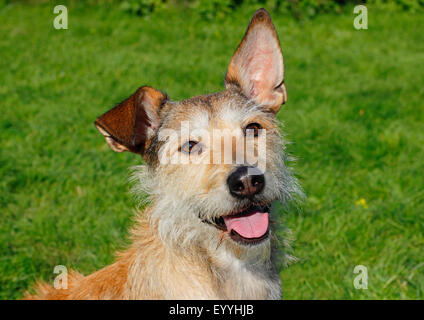 mixed breed dog (Canis lupus f. familiaris), portrait of a Podenco Terrier mixed breed dog, Germany Stock Photo