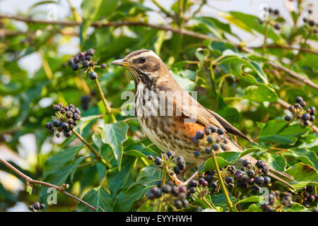 redwing (Turdus iliacus), sitting in an ivy with ripe berries Stock Photo