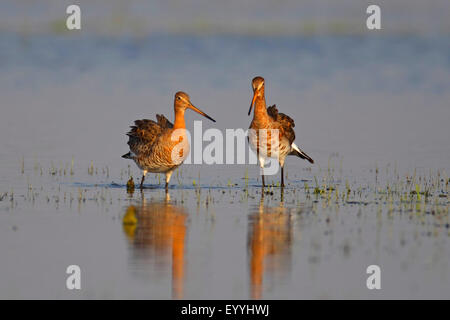 black-tailed godwit (Limosa limosa), two males standing in shallow water, Netherlands Stock Photo