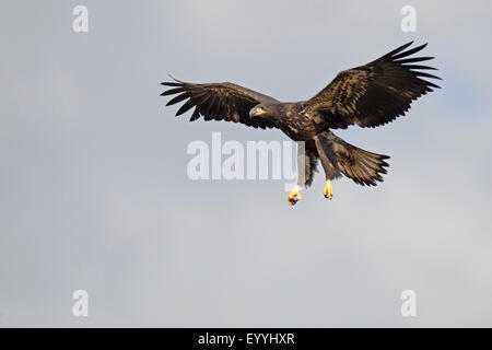 American bald eagle (Haliaeetus leucocephalus), landing eagle in immature plumage , USA, Florida Stock Photo