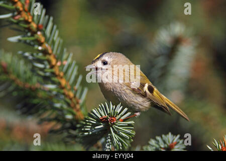 goldcrest (Regulus regulus), sitting on a spruce branch and singing, Germany, North Rhine-Westphalia Stock Photo