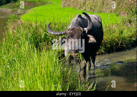 Asian water buffaloes, anoas (Bubalus spec.), buffalo standing in a paddy field and feeding, Philippines, Luzon, Batad Stock Photo