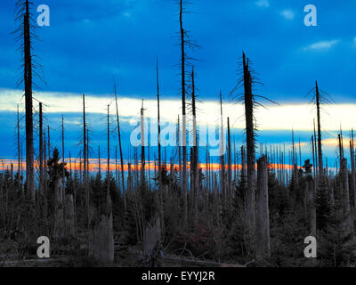 dead trees at the Lusen in the National Park Bavarian Forest, Germany, Bavaria, Bavarian Forest National Park Stock Photo