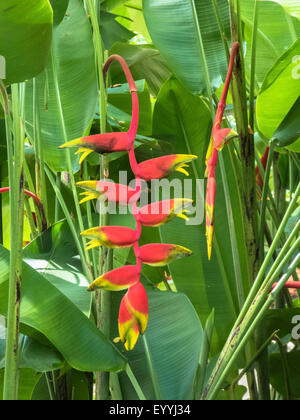lobster claw heliconia (Heliconia rostrata), inflorescence, Singapore Stock Photo
