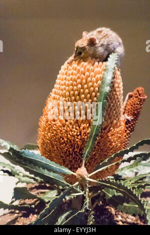 Honey Possum, noolbenger (Tarsipes rostratus), Honey Possum on Banksia, Australia, Western Australia, Gongara Stock Photo