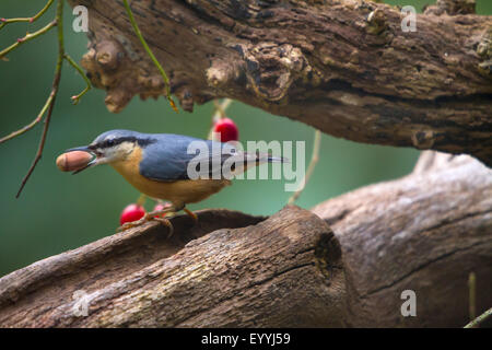 Eurasian nuthatch (Sitta europaea), standing on a branch with a hazelnut in the bill , Switzerland, Sankt Gallen, Rheineck Stock Photo