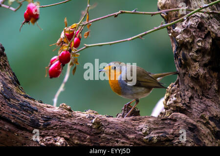 European robin (Erithacus rubecula), with rosehips on an old tree, Switzerland, Sankt Gallen, Rheineck Stock Photo