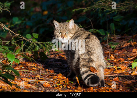 European wildcat, forest wildcat (Felis silvestris silvestris), searching food in morning light, Germany, Bavaria, Bavarian Forest National Park Stock Photo