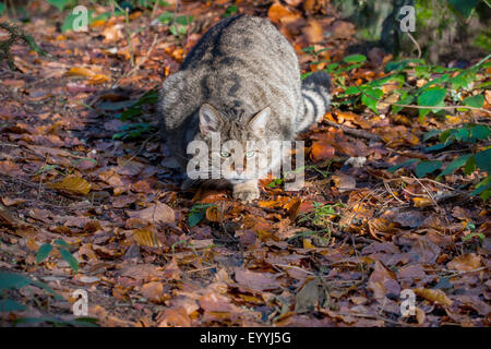 European wildcat, forest wildcat (Felis silvestris silvestris), stalking in an autumn forest, Germany, Bavaria, Bavarian Forest National Park Stock Photo