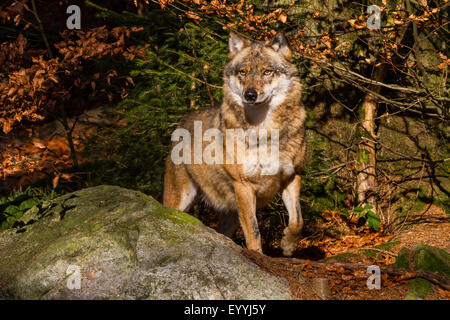 European gray wolf (Canis lupus lupus), standing watchfully at a rock in an autumn forest, Germany, Bavaria, Bavarian Forest National Park Stock Photo