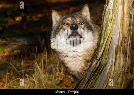 European gray wolf (Canis lupus lupus), looking out from behind a tree root, Germany, Bavaria, Bavarian Forest National Park Stock Photo