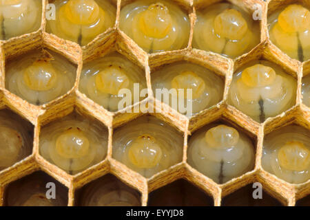 common wasp (Vespula vulgaris, Paravespula vulgaris), larvae in combs, Germany Stock Photo