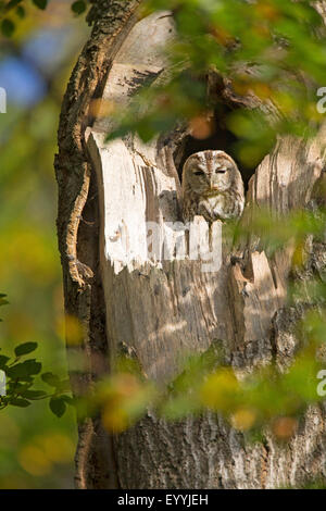 Eurasian tawny owl (Strix aluco), resting in a tree hole in the daytime, Germany Stock Photo