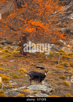 chamois (Rupicapra rupicapra), chamoison a slope in autumn, Italy, Gran Paradiso National Park