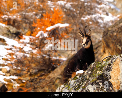 chamois (Rupicapra rupicapra), chamoison a slope in autumn, Italy, Gran Paradiso National Park Stock Photo