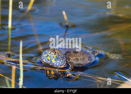 fire-bellied toad (Bombina bombina), calling, Austria, Burgenland, Apetlon Stock Photo