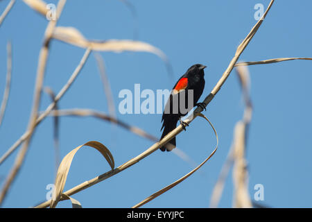 Red-winged blackbird (Agelaius phoeniceus), male sitting on reed belt, USA, Arizona, Salt River Stock Photo