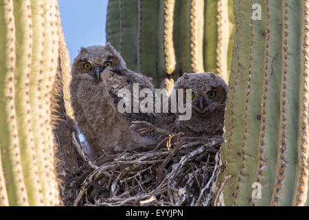great horned owl (Bubo virginianus), two young birds in downy plumage in the nest in a saguro cactus, USA, Arizona, Sonorawueste, Phoenix Stock Photo