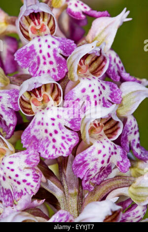 Milky Orchid (Orchis lactea, Neotinea lactea, Orchis tridentata ssp. lactea), inflorescence Stock Photo